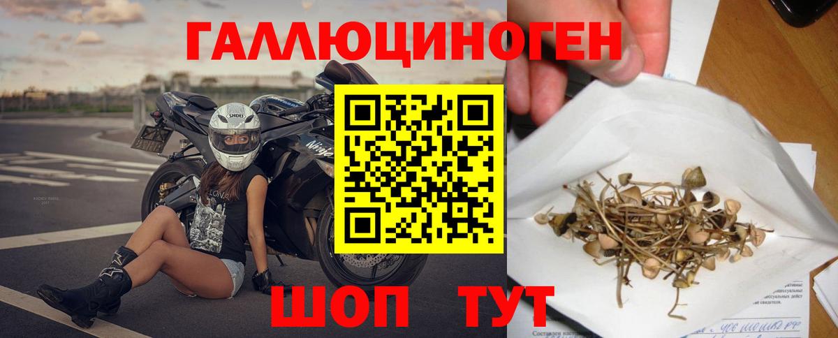 Сегежа  Псилоцибиновые грибы Psilocybe  что такое   Вход с VPN 